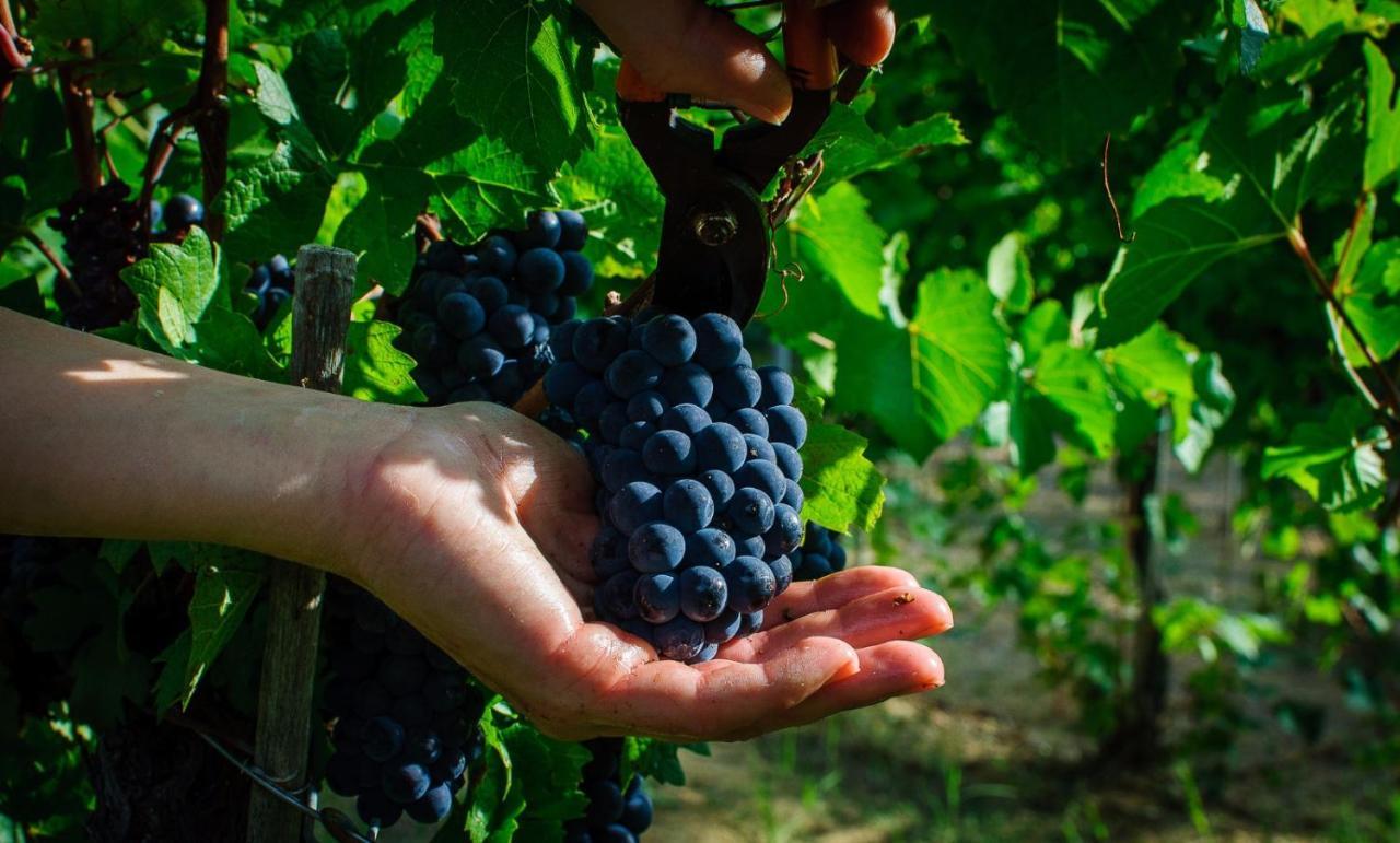Agriturismo Fattoria Di Monticello San Venanzo Ngoại thất bức ảnh